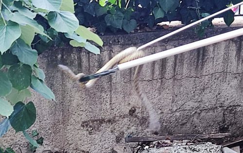 Ankara'nın Göbeği Aydınlıkevler'de Yılan yakalandı.