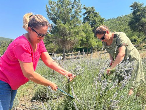 BODRUM’DA LAVANTA_SİTELER TV