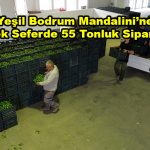 Yeşil Bodrum Mandalinine Tek Seferde 55 Tonluk Sipariş_Siteler TV