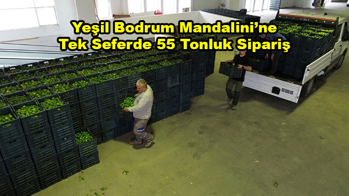 Yeşil Bodrum Mandalinine Tek Seferde 55 Tonluk Sipariş_Siteler TV