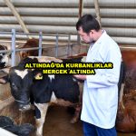 ALTINDAĞ DA KURBANLIKLAR MERCEK ALTINDA_Siteler TV