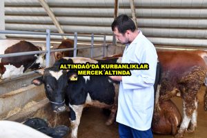 ALTINDAĞ DA KURBANLIKLAR MERCEK ALTINDA_Siteler TV