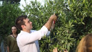 Yeşil Bodrum Mandalini Hasadı Devam Ediyor_Siteler TV