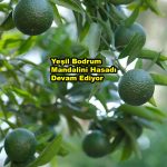 Yeşil Bodrum Mandalini Hasadı Devam Ediyor_Siteler TV