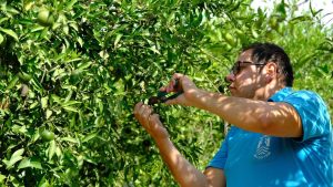 Yeşil Bodrum Mandalini Hasadı Devam Ediyor_Siteler TV