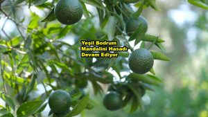 Yeşil Bodrum Mandalini Hasadı Devam Ediyor_Siteler TV